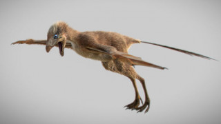 Κίνα: Ανακαλύφθηκε ασυνήθιστος δεινόσαυρος με φτερά… νυχτερίδας