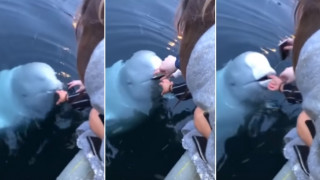 Φάλαινα-κατάσκοπος επιστρέφει κινητό που έπεσε στη θάλασσα και γίνεται viral