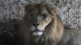 Τέλος ο «Γολγοθάς» για τρία υποσιτισμένα και άρρωστα λιοντάρια στην Αλβανία