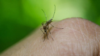 Νέα μελέτη: H ζάχαρη προστατεύει από τα κουνούπια