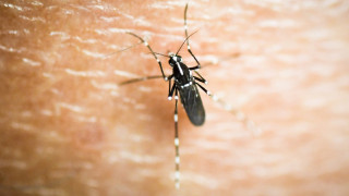 Ιός του Δυτικού Νείλου: Ξεκίνησε η περίοδος των κουνουπιών – Απαραίτητα τα μέτρα προφύλαξης