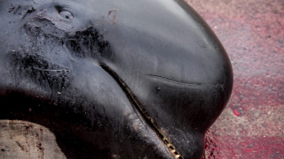 Η θάλασσα έγινε (ξανά) κόκκινη στα Νησιά Φερόε: Μαζική σφαγή φαλαινών και δελφινιών