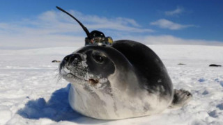 Απάντηση για τις μυστηριώδεις τρύπες στους πάγους της Ανταρκτικής έδωσαν οι... φώκιες