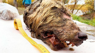 Κεφάλι λύκου ηλικίας... 40.000 ετών εντοπίστηκε στη Σιβηρία