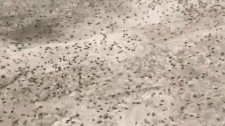Εικόνες «Αποκάλυψης» στη Σαρδηνία: Επιδρομή εκατομμυρίων ακρίδων