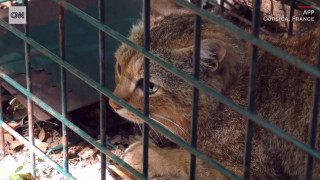 Γάτα… αλεπού: Το νέο υποείδος της Κορσικής δεν αποτελεί πια αστικό μύθο