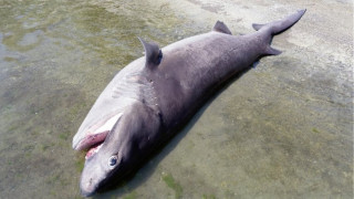 Ρόδος: Βρήκαν νεκρό καρχαρία 4 μέτρων και 436 κιλών