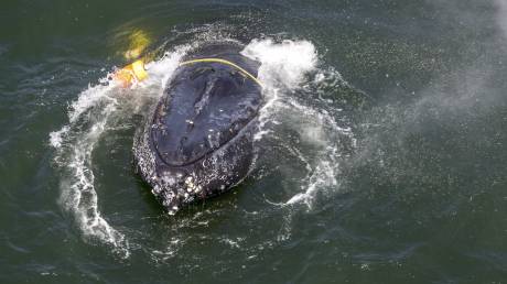 Αυστραλία: Επιχείρηση τεσσάρων ωρών για τη διάσωση μίας μεγάπτερης φάλαινας