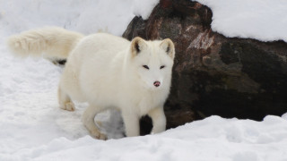 Το επικό ταξίδι μιας αρκτικής αλεπούς άφησε άφωνους τους επιστήμονες