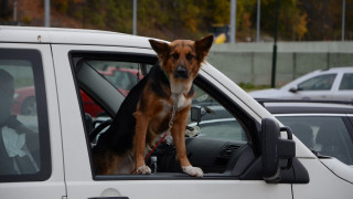 Βόλος: Σκύλος πέθανε από τη ζέστη μέσα στο κλειδωμένο αυτοκίνητο του ιδιοκτήτη του