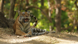 Ιταλία: Τίγρεις κατασπάραξαν τον θηριοδαμαστή τους