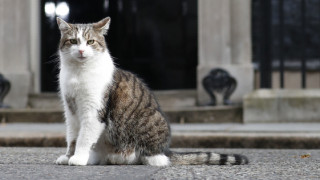 Βρετανία: Ο Λάρι, ο πρωθυπουργικός γάτος, αποκτά τετράποδη συντροφιά με εντολή Τζόνσον