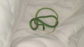 Έζησε τον απόλυτο τρόμο σε δωμάτιο ξενοδοχείου: Ξύπνησε με ένα φίδι στο χέρι της!