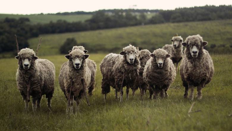 «Πρόβατα θέλουν να φάνε τα παιδιά μου»: Ένα… διαφορετικό τηλεφώνημα στην αστυνομία στη Βρετανία
