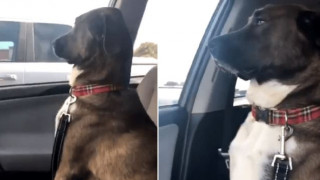 Δεν ήθελε ούτε να την κοιτάξει: Η ξεκαρδιστική αντίδραση ενός σκύλου έγινε viral