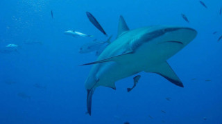 Φλόριντα: Τρεις επιθέσεις καρχαριών στην ίδια παραλία μέσα σε 24 ώρες