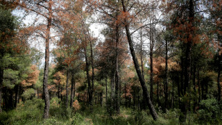 Θεσσαλονίκη: Κλείνει προληπτικά το δάσος του Σέιχ Σου μέχρι την Τρίτη