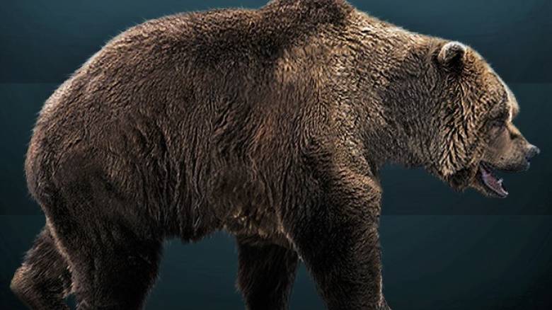 Οι άνθρωποι εξαφάνισαν τις αρκούδες των σπηλαίων πριν 24.000 χρόνια