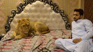 Ένα κατοικίδιο για... τολμηρούς: 33χρονος έχει λιοντάρι ελεύθερο στο σπίτι του