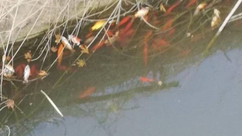 Κρήτη: Εκατοντάδες νεκρά ψάρια στο φράγμα Αποσελέμη