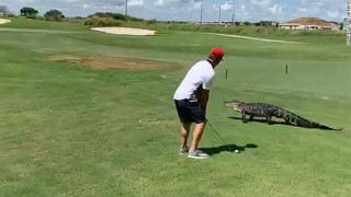 Απίστευτα χαλαρός: Παίζει γκολφ και δίπλα του περνάει ένας αλιγάτορας
