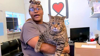 Παχουλός γάτος αναζητεί οικογένεια και γίνεται viral