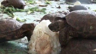 Δεν ήταν λάχανα: Χιλιάδες χελώνες θέλησαν να περάσουν λαθρέμποροι στη Ρωσία