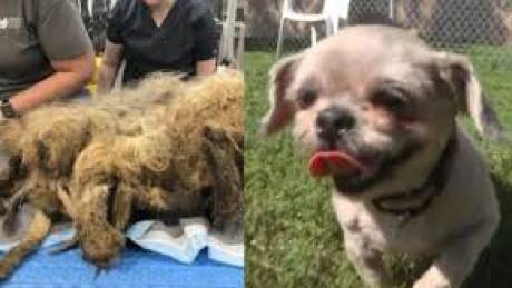 Απίστευτη μεταμόρφωση: Ένας σκύλος κάτω από τέσσερα κιλά μαλλιού και βρωμιάς