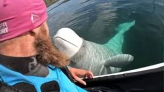 Viral βίντεο με φάλαινα - μπελούγκα που έκλεψε κάμερα δύτη και μετά την… επέστρεψε