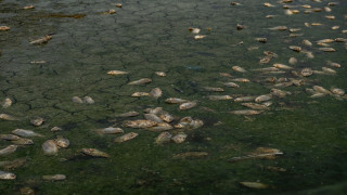 «Νεκροταφείο» ψαριών η λίμνη Κορώνεια