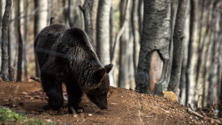 Συναγερμός στη Φλώρινα λόγω αρκούδας που εθεάθη σε κατοικημένη περιοχή