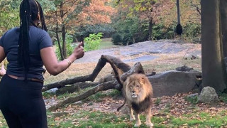 Απίστευτο και όμως αληθινό: Γυναίκα πήδηξε μέσα σε κλουβί λιονταριού σε ζωολογικό κήπο