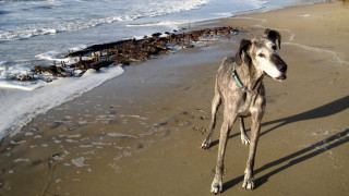 «Νεκροταφείο του Ατλαντικού»: Έβγαλε βόλτα τον σκύλο του και ανακάλυψε ένα... ναυάγιο