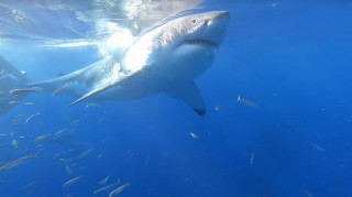 Συγκλονιστικό βίντεο: Κατάδυση μια… ανάσα από λευκούς καρχαρίες