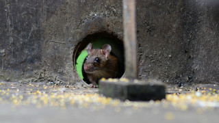 Ερευνητές έμαθαν σε ποντίκια να... οδηγούν μικροσκοπικά αυτοκίνητα