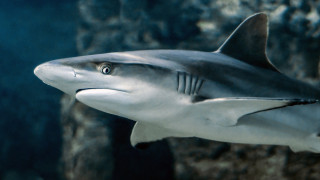 Αυστραλία: Καρχαρίας επιτέθηκε σε τουρίστες – Ακρωτηριάστηκε ένας 28χρονος