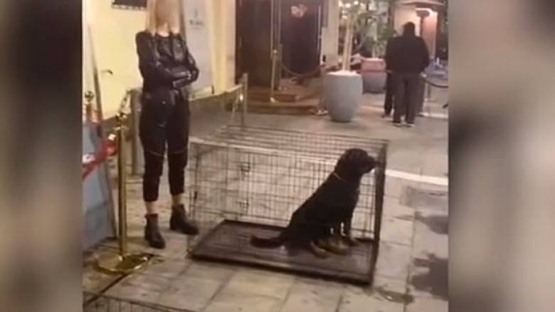Σάλος στη Θεσσαλονίκη με τα σκυλιά «ατραξιόν» έξω από νυχτερινό κέντρο