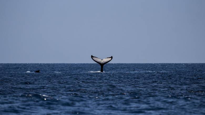 «Η Φάλαινα»: Ένας προορισμός για whalewatching στον νορβηγικό Αρκτικό κύκλο