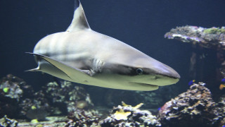 Ανθρώπινο χέρι βρέθηκε σε κοιλιά καρχαρία – Το αναγνώρισαν από τη βέρα στα δάχτυλά του