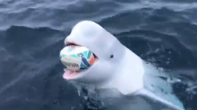 Φάλαινα μπελούγκα παίζει με μπάλα του ράγκμπι και γίνεται viral