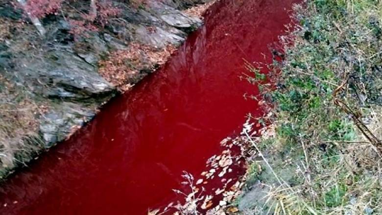 Νότια Κορέα: Κόκκινος «βάφτηκε» ποταμός μετά τη σφαγή χιλιάδων γουρουνιών