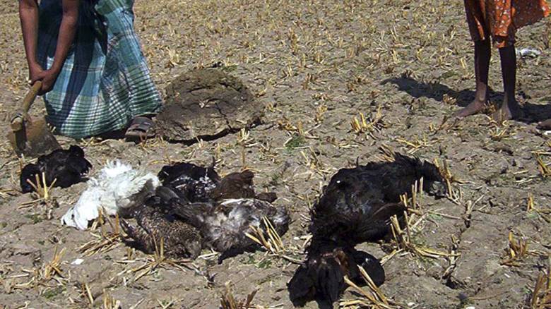 Μυστήριο στην Ινδία: Χιλιάδες πουλιά βρέθηκαν νεκρά σε λίμνη και κανείς δεν ξέρει τον λόγο