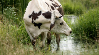Κολύμπησαν 8 χιλιόμετρα για να σωθούν: Μεγάλη περιπέτεια για τρεις… αγελάδες