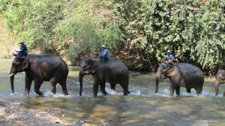 Η Καμπότζη έτοιμη να απαγορεύσει τις βόλτες με ελέφαντα στο Angkor Wat