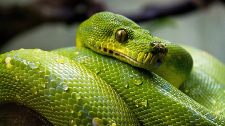 Απολίθωμα αποκαλύπτει πως τα φίδια είχαν πόδια για τουλάχιστον 70 εκατ. χρόνια
