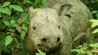 Φτωχότερο το ζωικό βασίλειο: Πέθανε ο τελευταίος ρινόκερος της Σουμάτρα