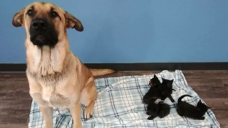 Καναδάς: Αδέσποτος σκύλος έσωσε νεογέννητα γατάκια