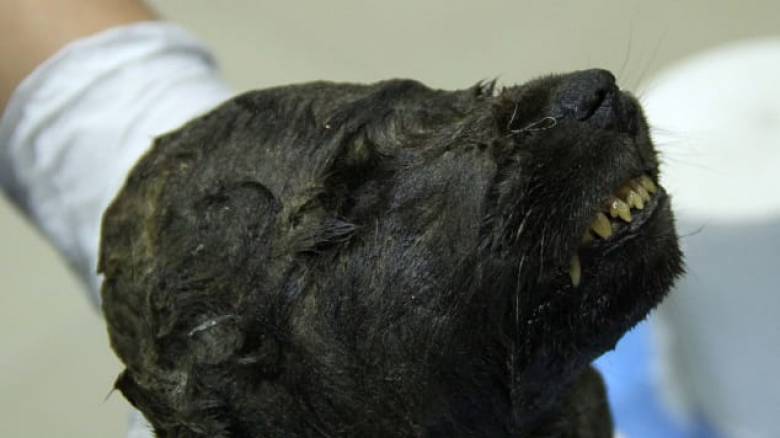 Είναι σκύλος ή λύκος; Πλάσμα 18.000 ετών «πονοκεφαλιάζει» τους επιστήμονες