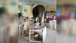 Βεγγάλη: Ελέφαντας μπαίνει σε στρατιωτική καντίνα και τον κυνηγούν με φλεγόμενο πυρσό