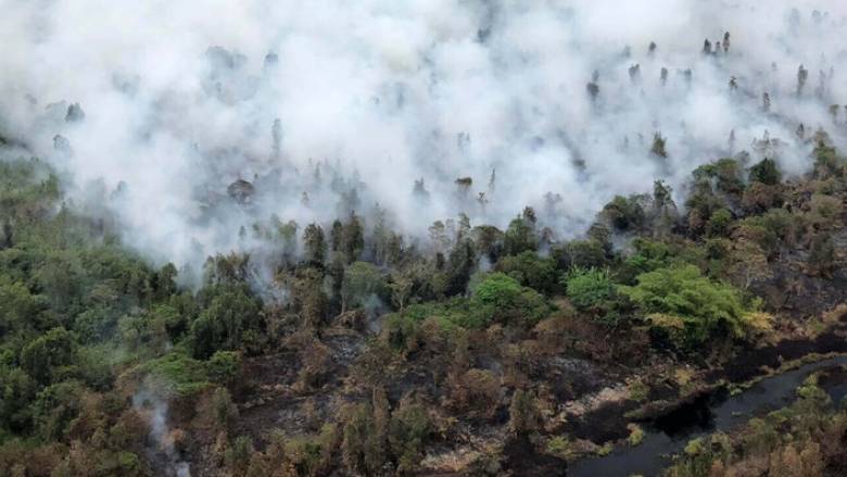 Το Βόρνεο φλέγεται: Πώς η παγκόσμια ζήτηση για φοινικέλαιο καταστρέφει τα δάση στην Ινδονησία